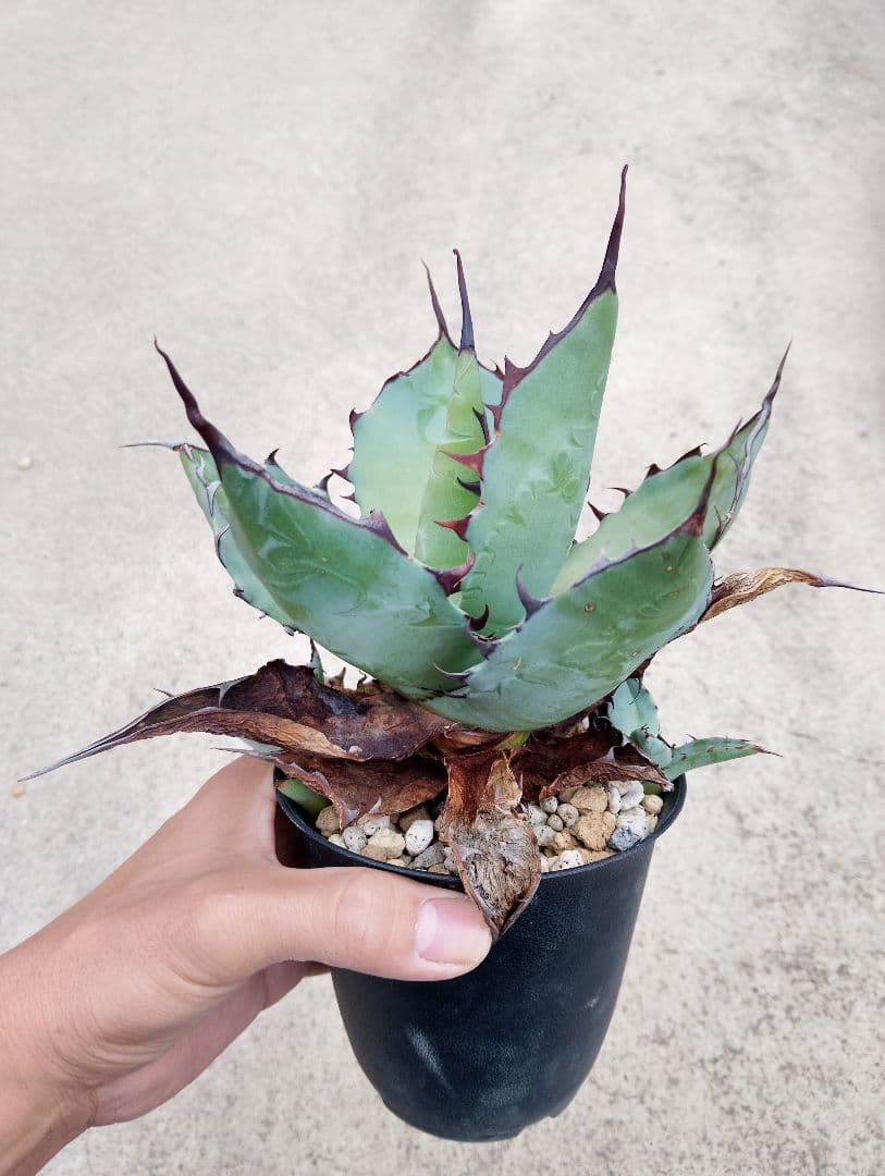 特選カリフォルニア輸入 アガベ チタノタ ×コロラータ ハイブリッド\"チタコロ\"