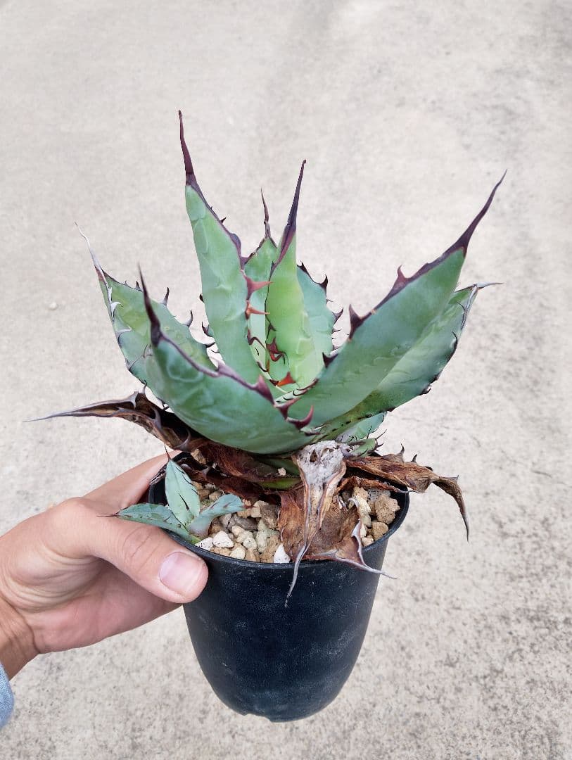 特選カリフォルニア輸入 アガベ チタノタ ×コロラータ ハイブリッド\"チタコロ\"