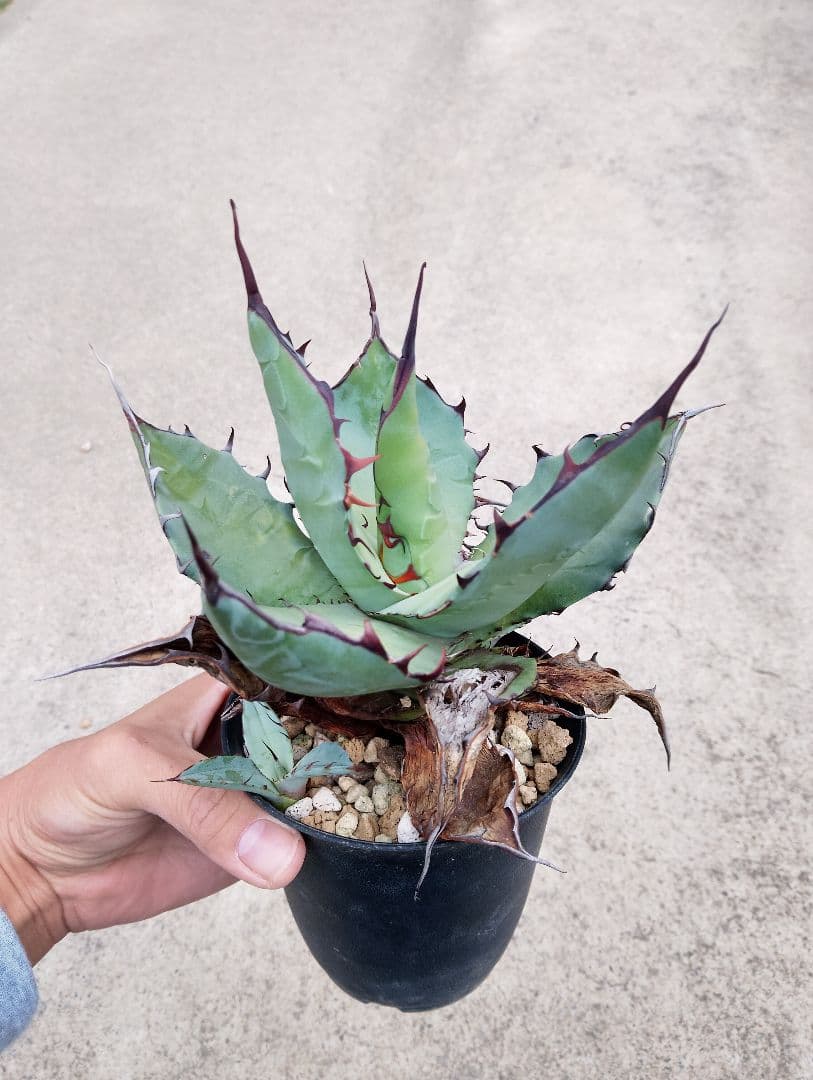 特選カリフォルニア輸入 アガベ チタノタ ×コロラータ ハイブリッド\"チタコロ\"