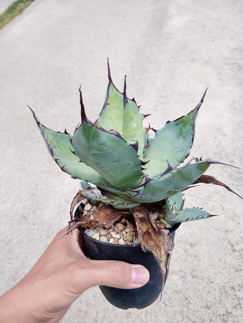 特選カリフォルニア輸入 アガベ チタノタ ×コロラータ ハイブリッド\"チタコロ\"