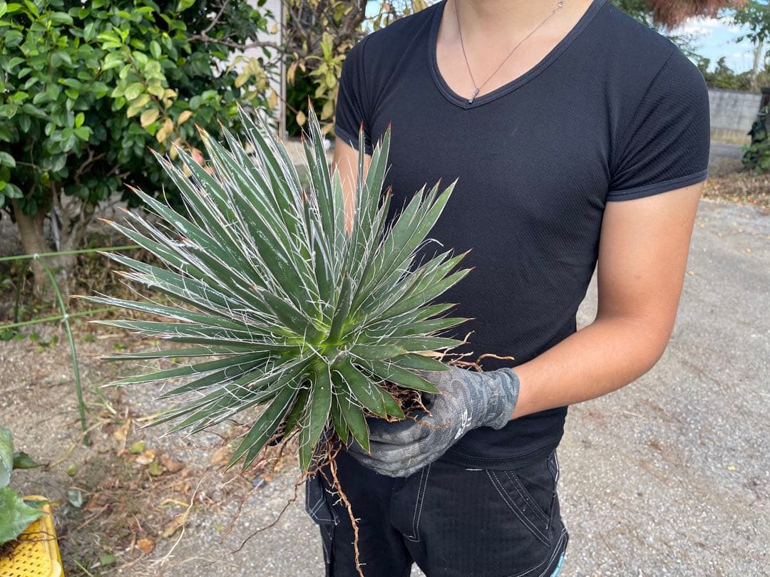 アガベ フィリフィラ 【美株】vanquish様用