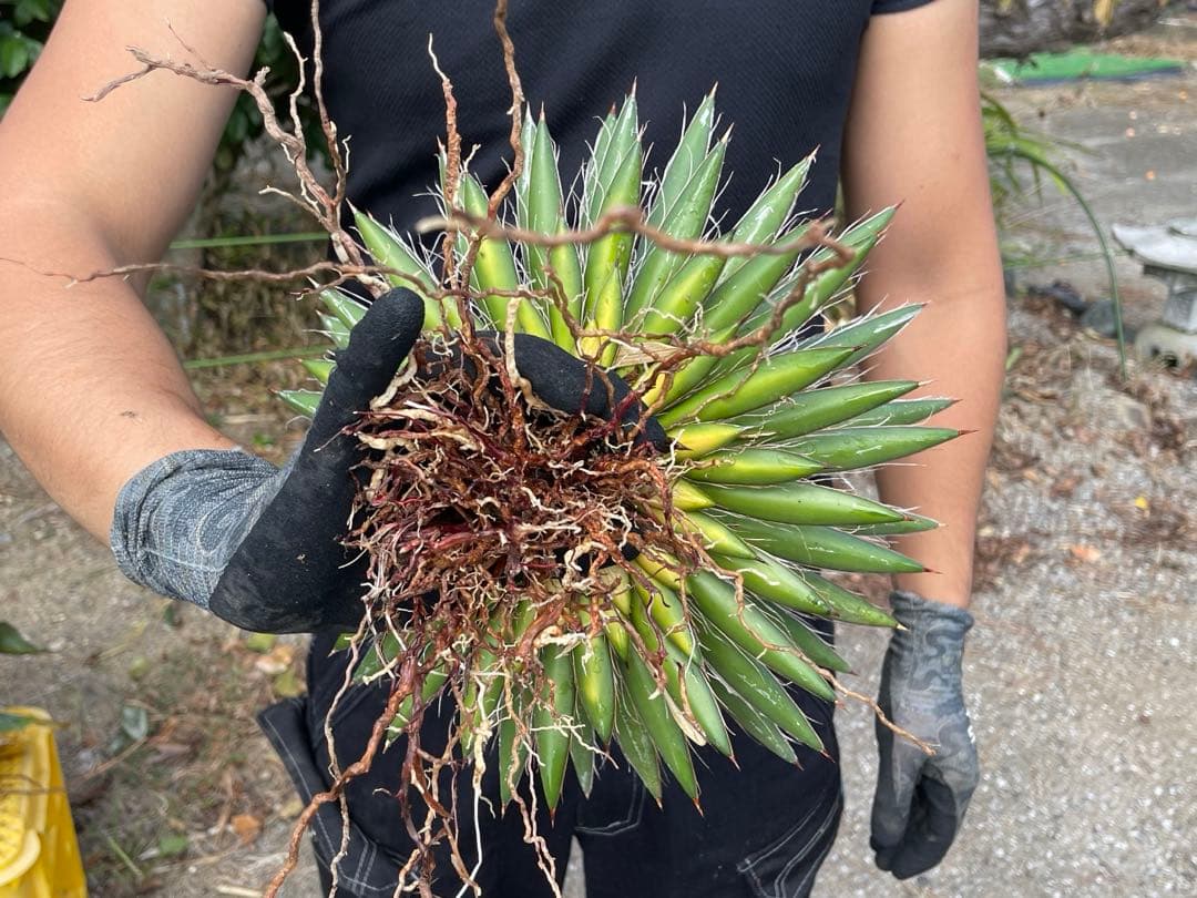 アガベ フィリフィラ 【美株】vanquish様用