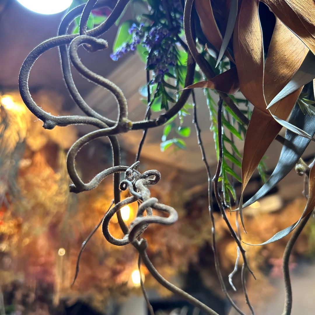 プロテアとパープルユーカリの吊り下げスワッグ