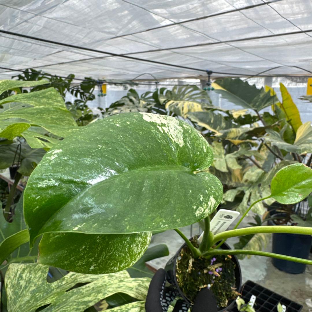 1モンステラ　デリシオーサ　ミント　トリカラー斑入り