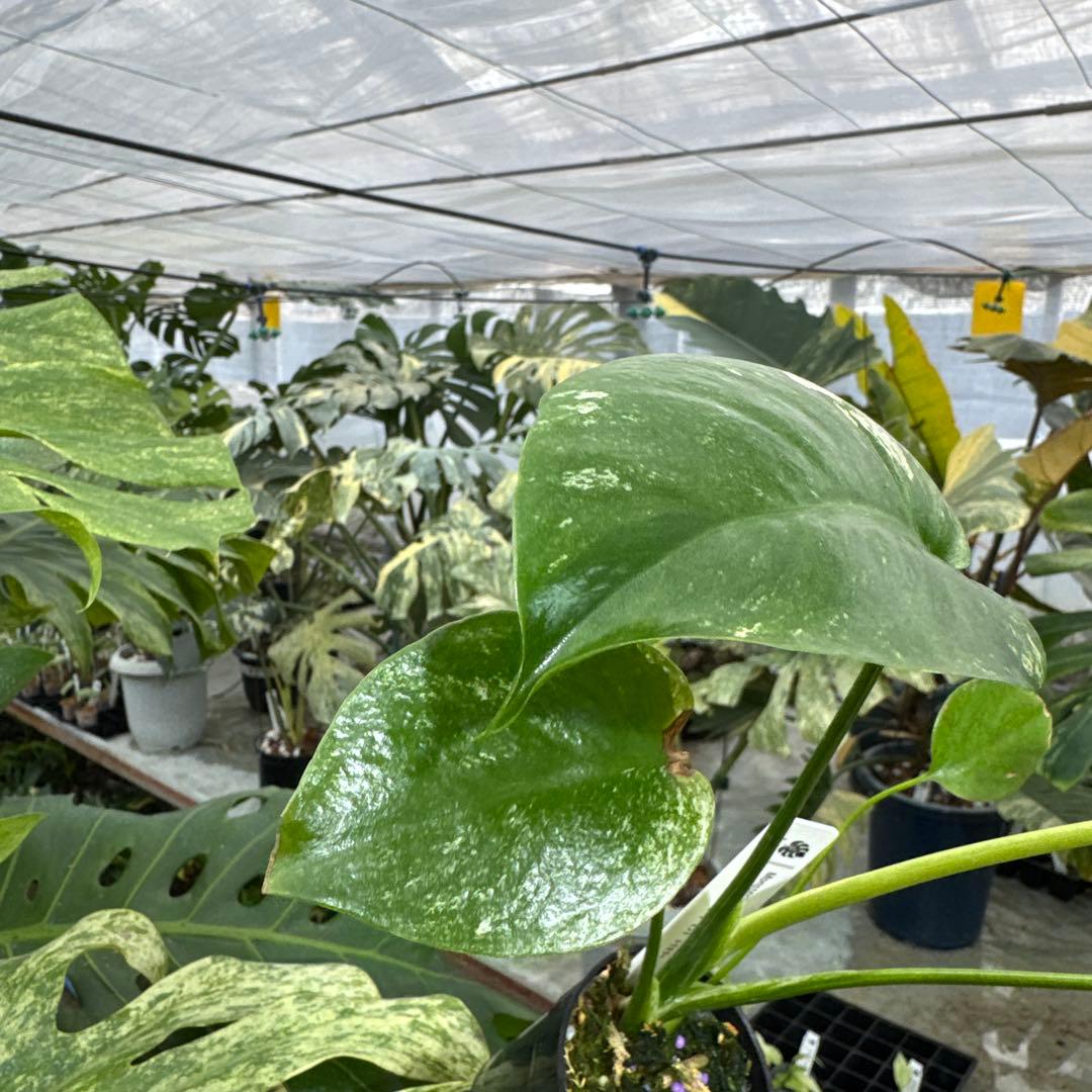 1モンステラ　デリシオーサ　ミント　トリカラー斑入り