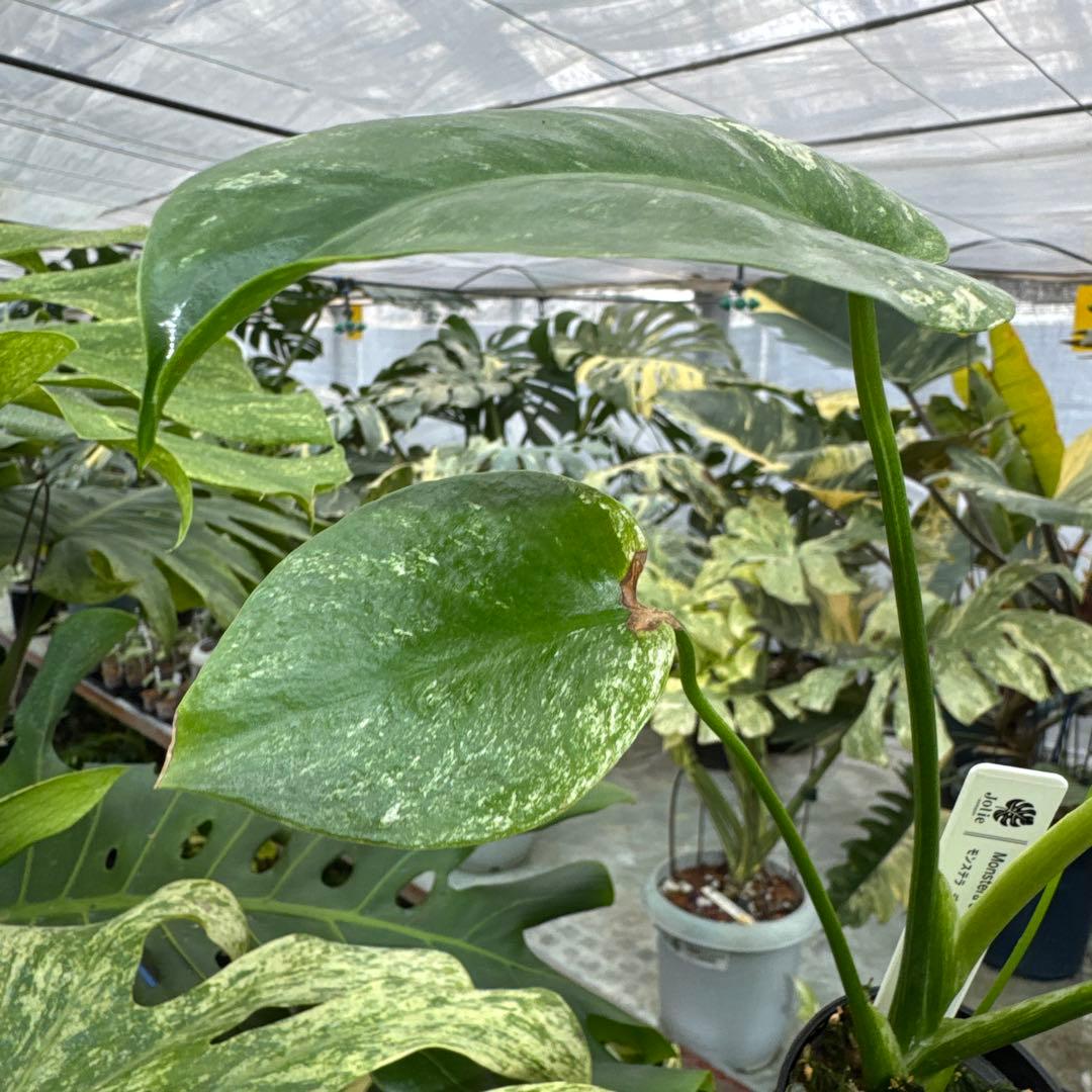 1モンステラ　デリシオーサ　ミント　トリカラー斑入り