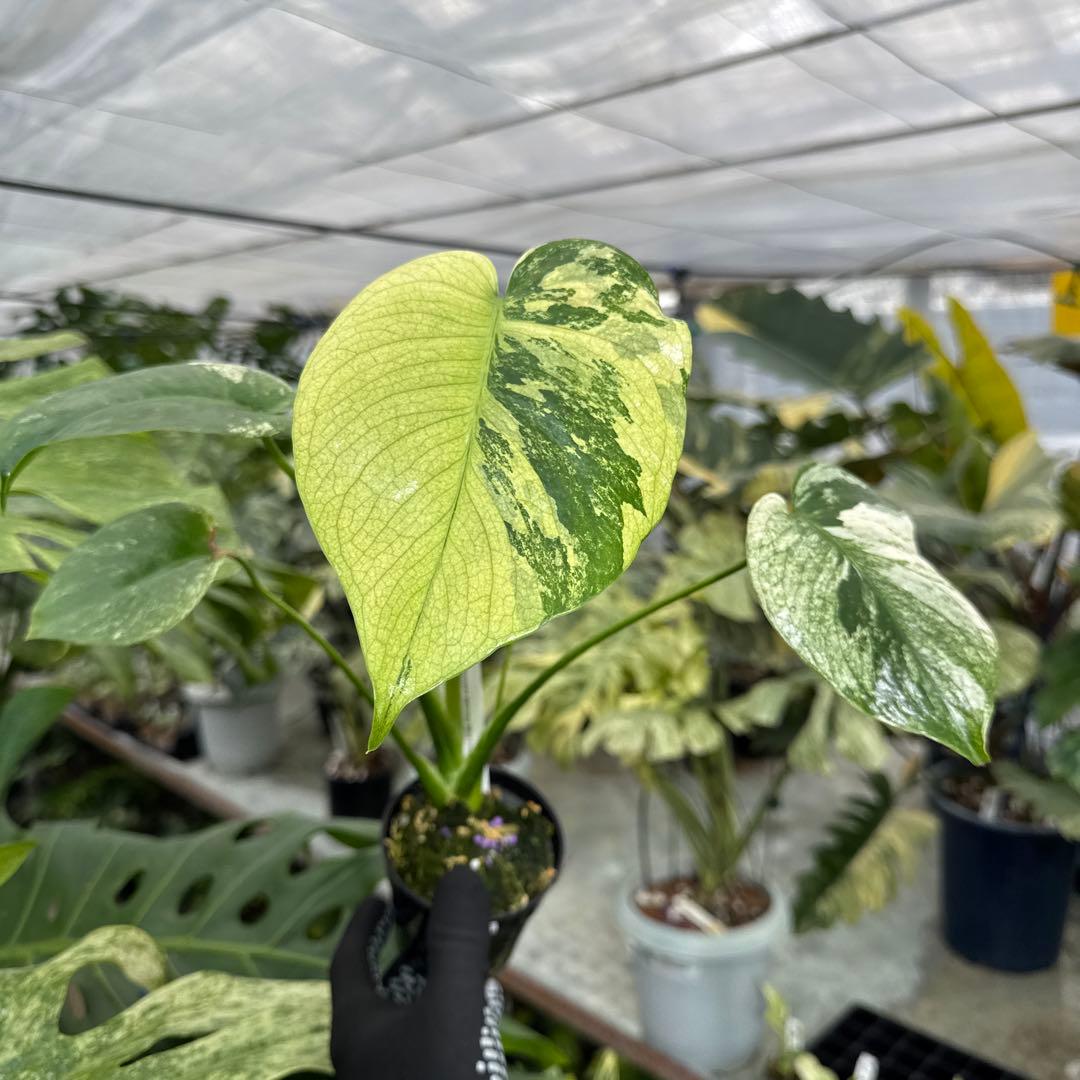 1モンステラ　デリシオーサ　ミント　トリカラー斑入り