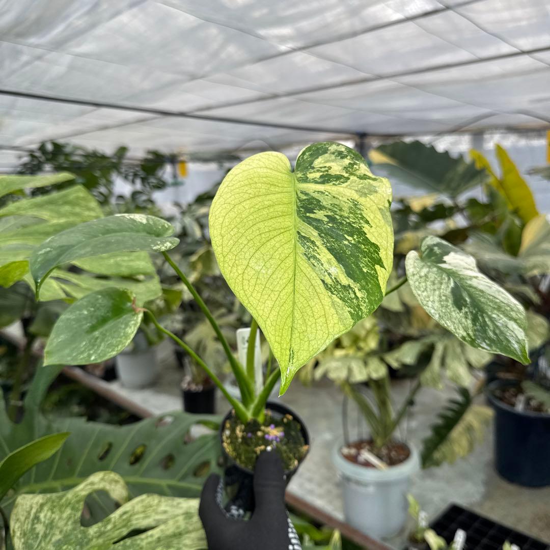 1モンステラ　デリシオーサ　ミント　トリカラー斑入り