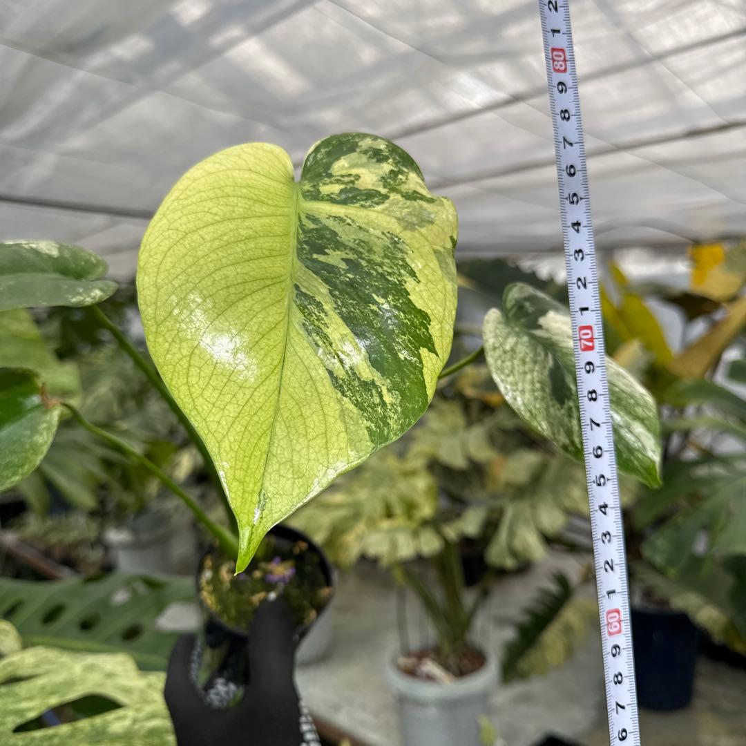 1モンステラ　デリシオーサ　ミント　トリカラー斑入り