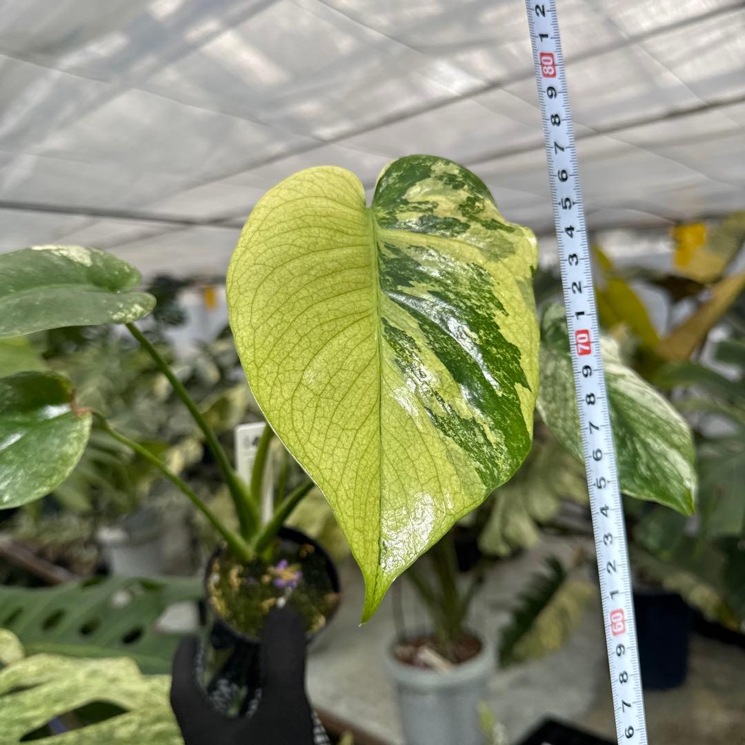 1モンステラ　デリシオーサ　ミント　トリカラー斑入り