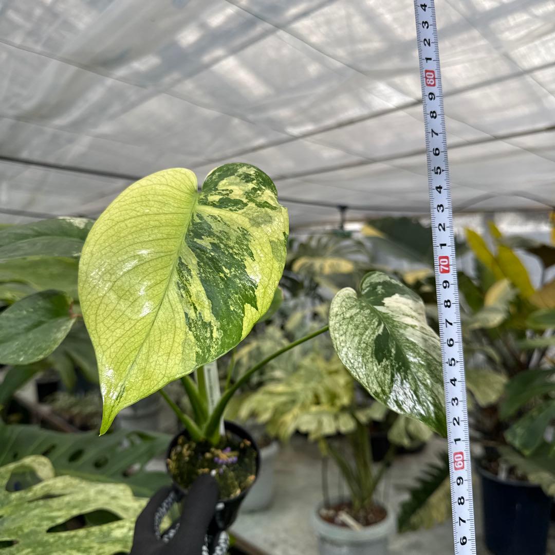 1モンステラ　デリシオーサ　ミント　トリカラー斑入り