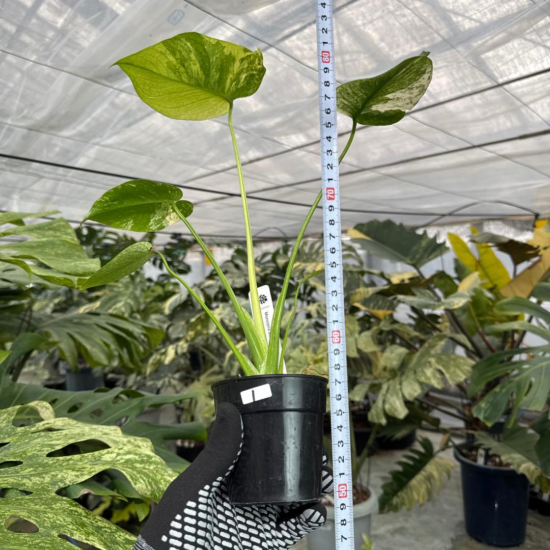 1モンステラ　デリシオーサ　ミント　トリカラー斑入り