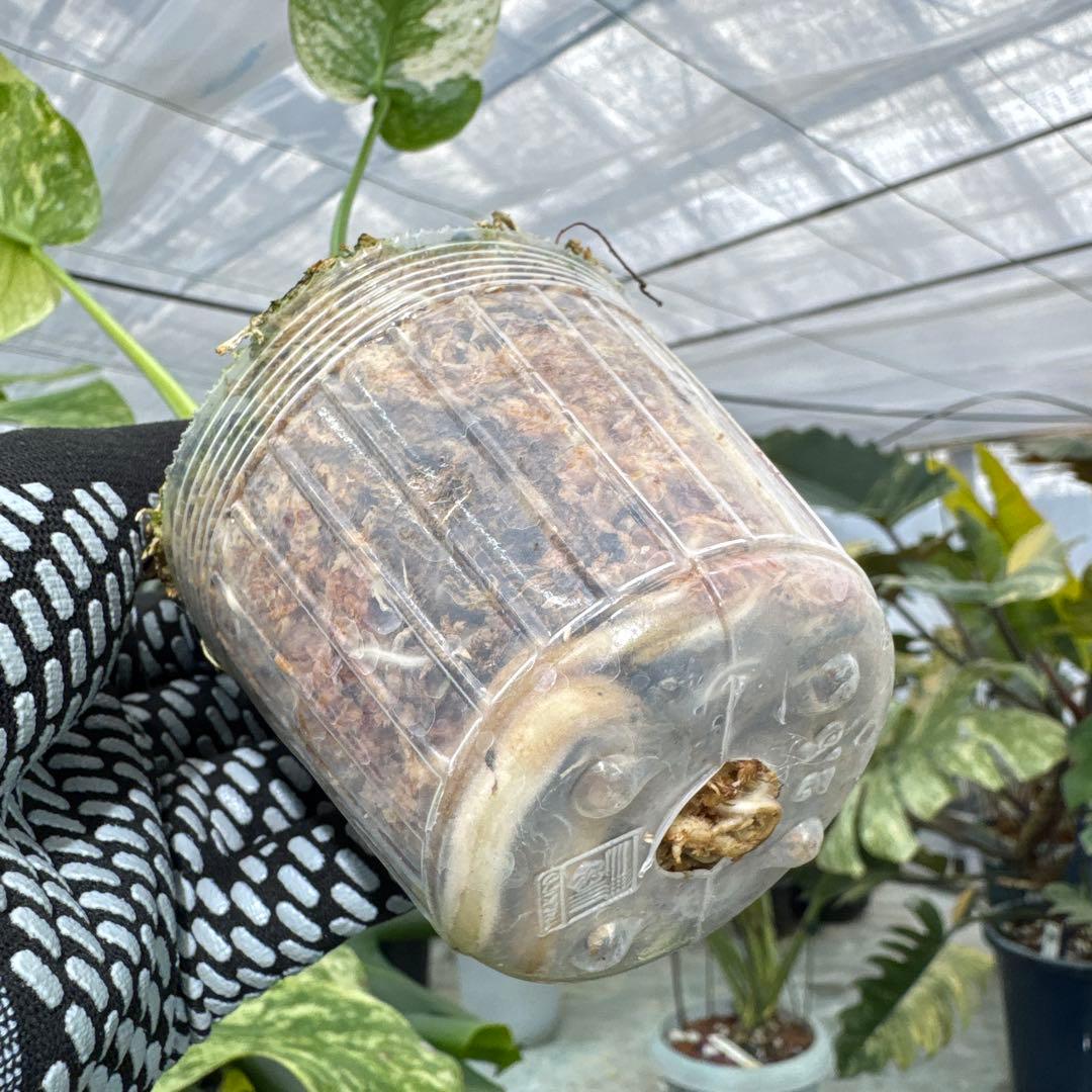 1モンステラ　デリシオーサ　ミント　トリカラー斑入り