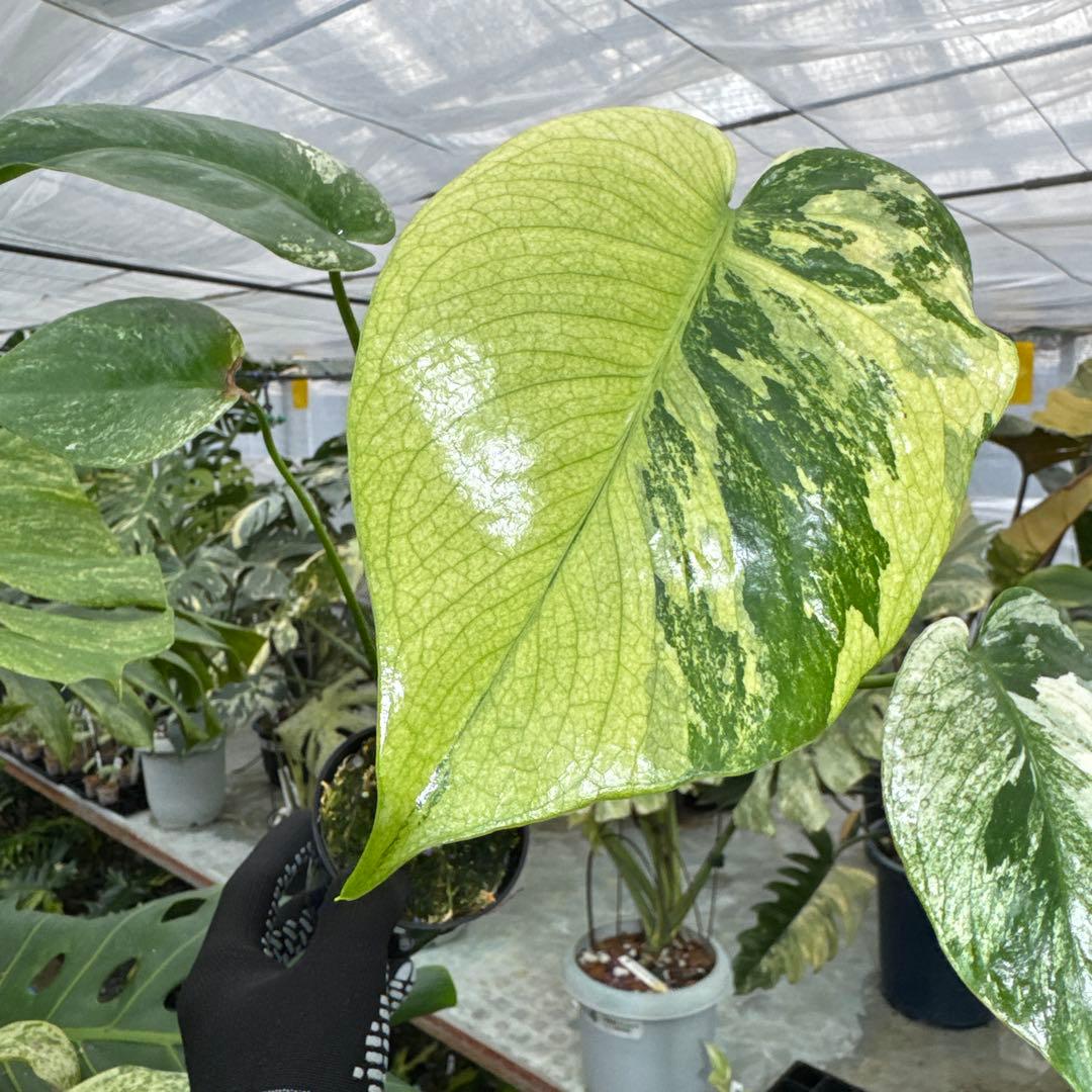 1モンステラ　デリシオーサ　ミント　トリカラー斑入り