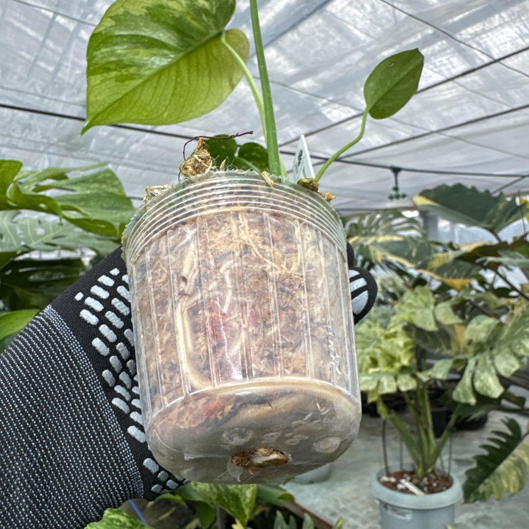 1モンステラ　デリシオーサ　ミント　トリカラー斑入り