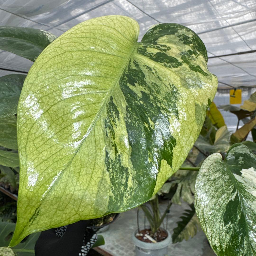 1モンステラ　デリシオーサ　ミント　トリカラー斑入り