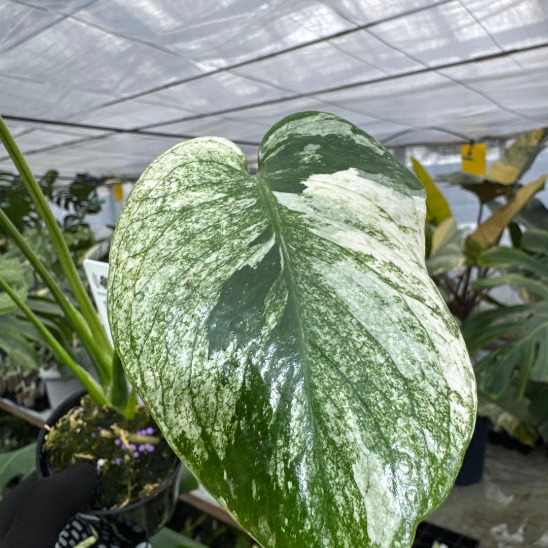 1モンステラ　デリシオーサ　ミント　トリカラー斑入り