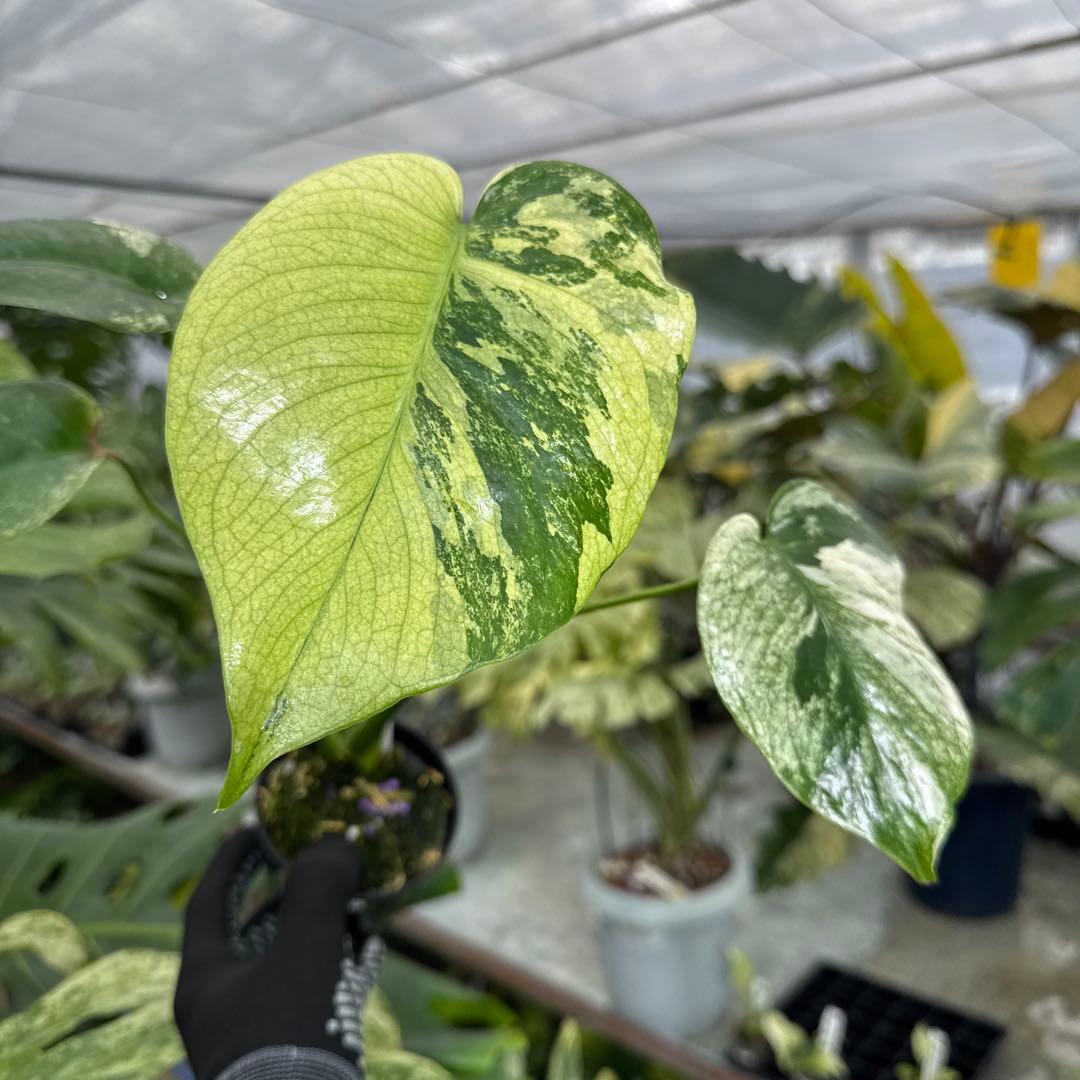 1モンステラ　デリシオーサ　ミント　トリカラー斑入り