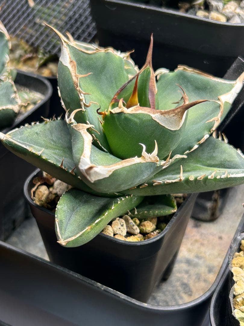 アガベ 中国大白鯊　ホオジロザメ　ホホジロザメ　頬白鮫