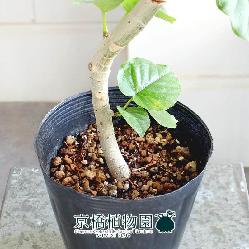 【現品】フィカス・ウンベラータ　曲がり　5号ポット （1）