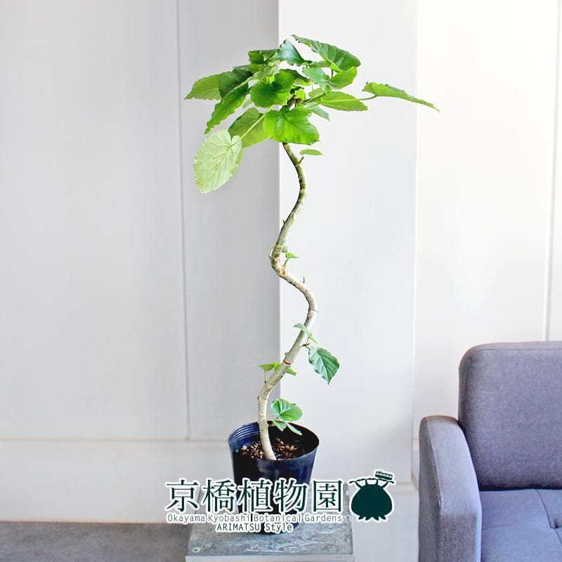 【現品】フィカス・ウンベラータ　曲がり　5号ポット （1）