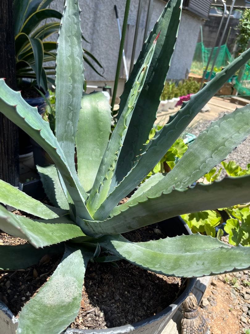 アガベ アメリカーナ　抜き苗　匿名配送