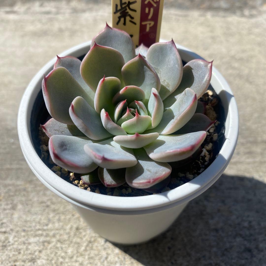 ミックスベリア　美紫妃　札付き　ポットごと