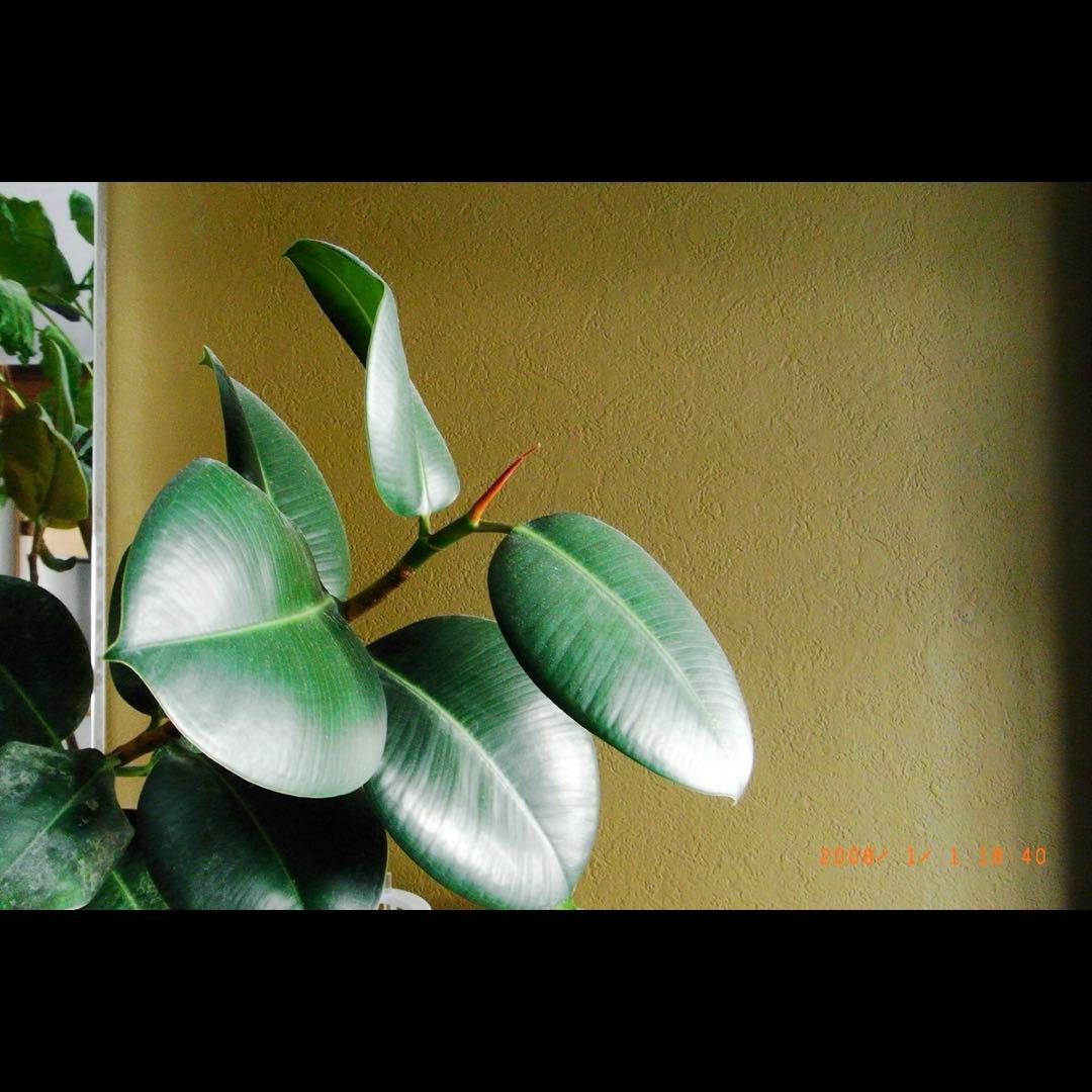 RICOH R10 コンパクトデジタルカメラ　SDカード付