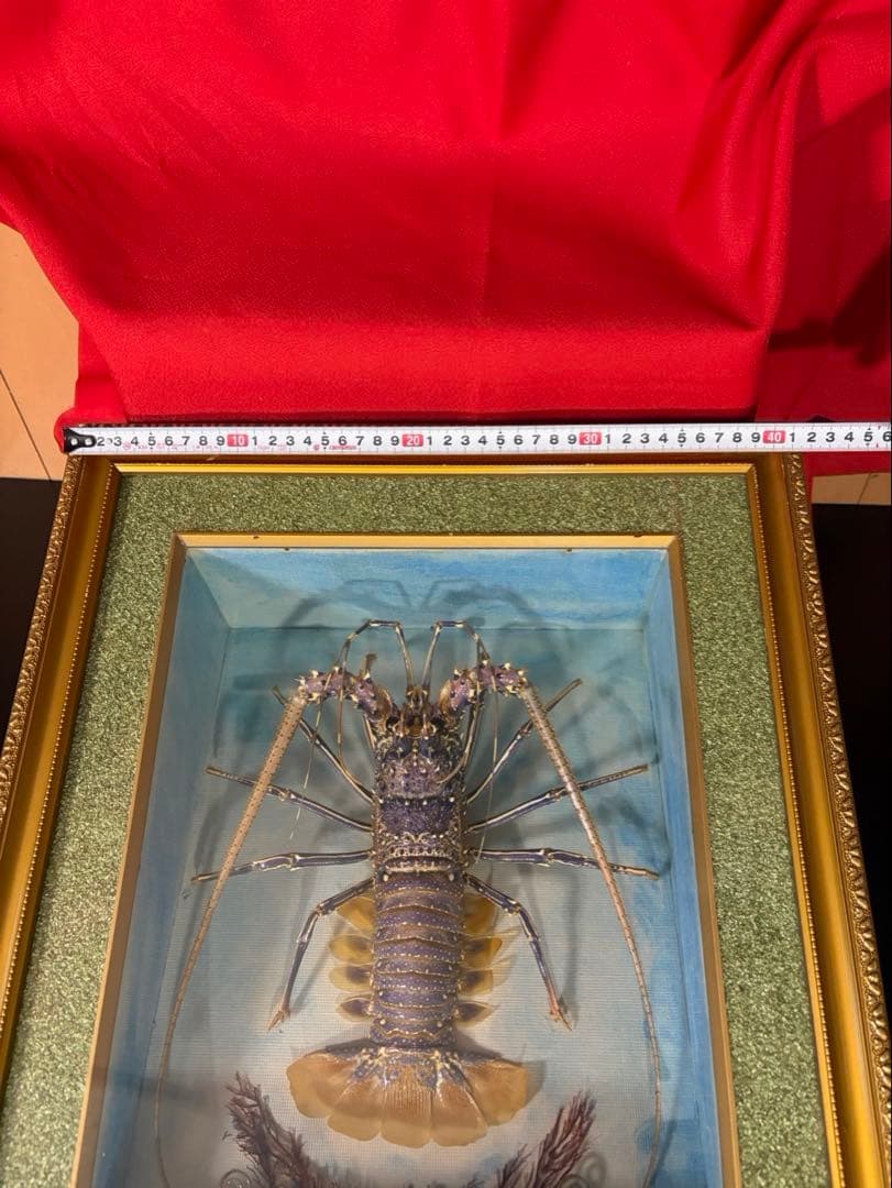 美品 特大 色鮮やかな錦海老 伊勢海老 剥製 壁掛け オブジェ￼