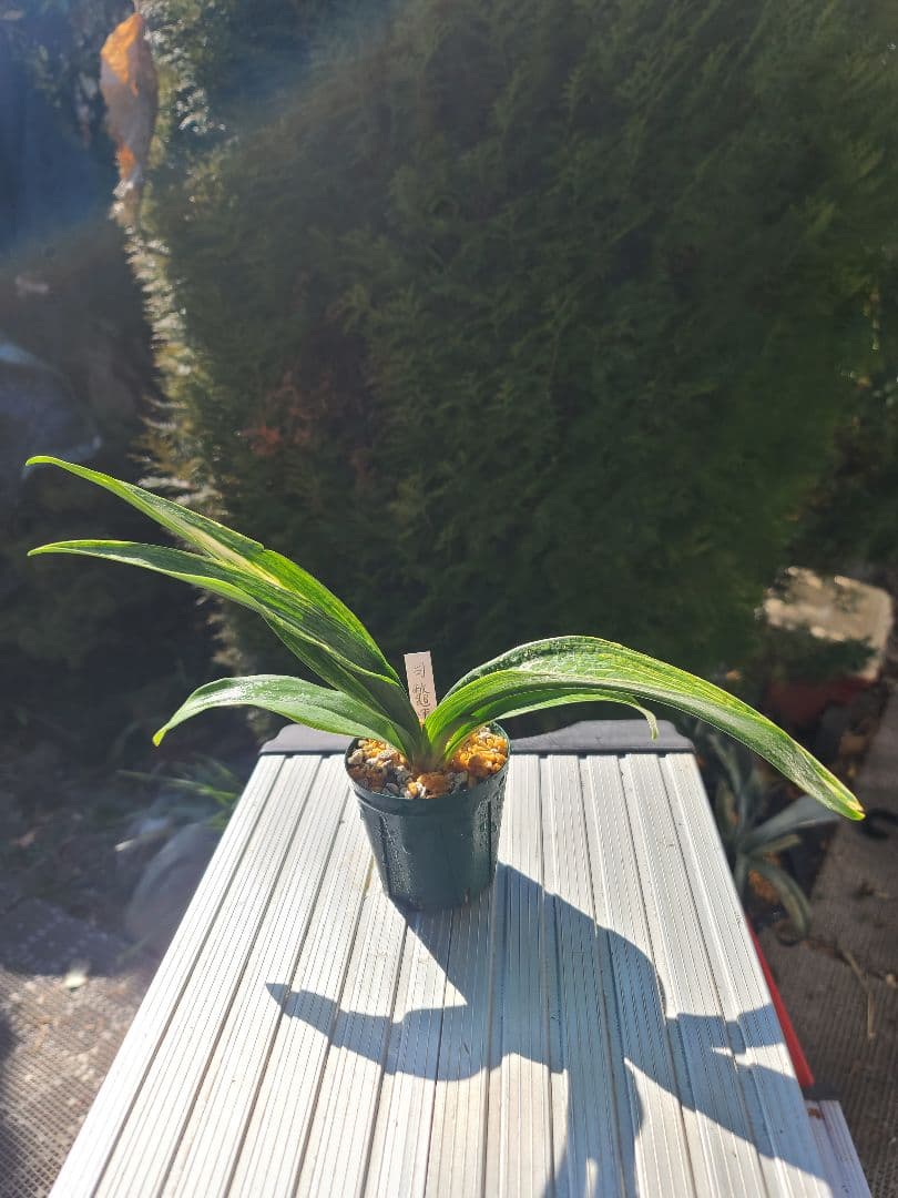 司鼈甲①　万年青