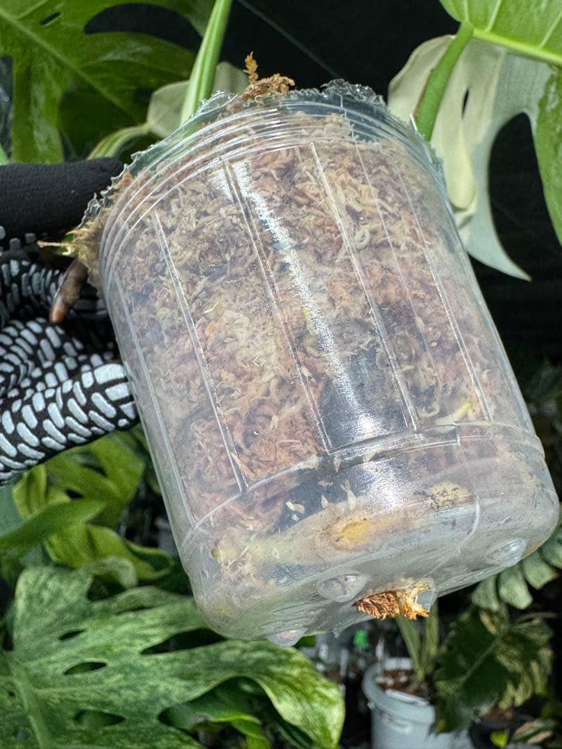 J6 モンステラ　ボルギシアナ　アルボ　ホワイトタイガー白斑　健康カット苗