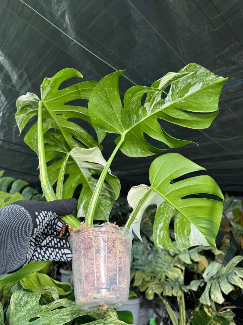 J6 モンステラ　ボルギシアナ　アルボ　ホワイトタイガー白斑　健康カット苗