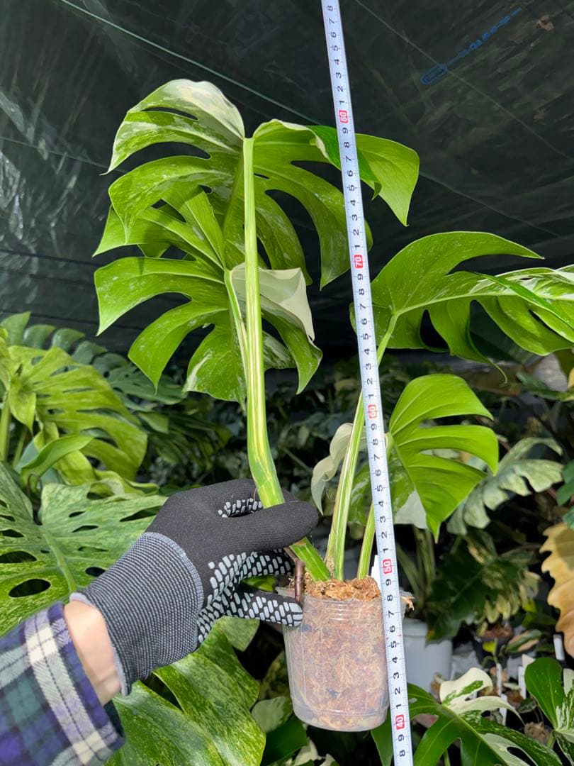 J6 モンステラ　ボルギシアナ　アルボ　ホワイトタイガー白斑　健康カット苗