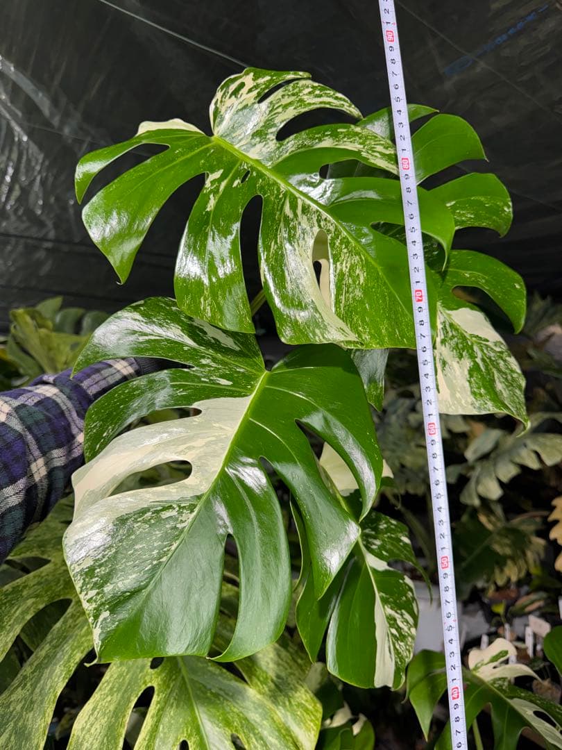 J6 モンステラ　ボルギシアナ　アルボ　ホワイトタイガー白斑　健康カット苗
