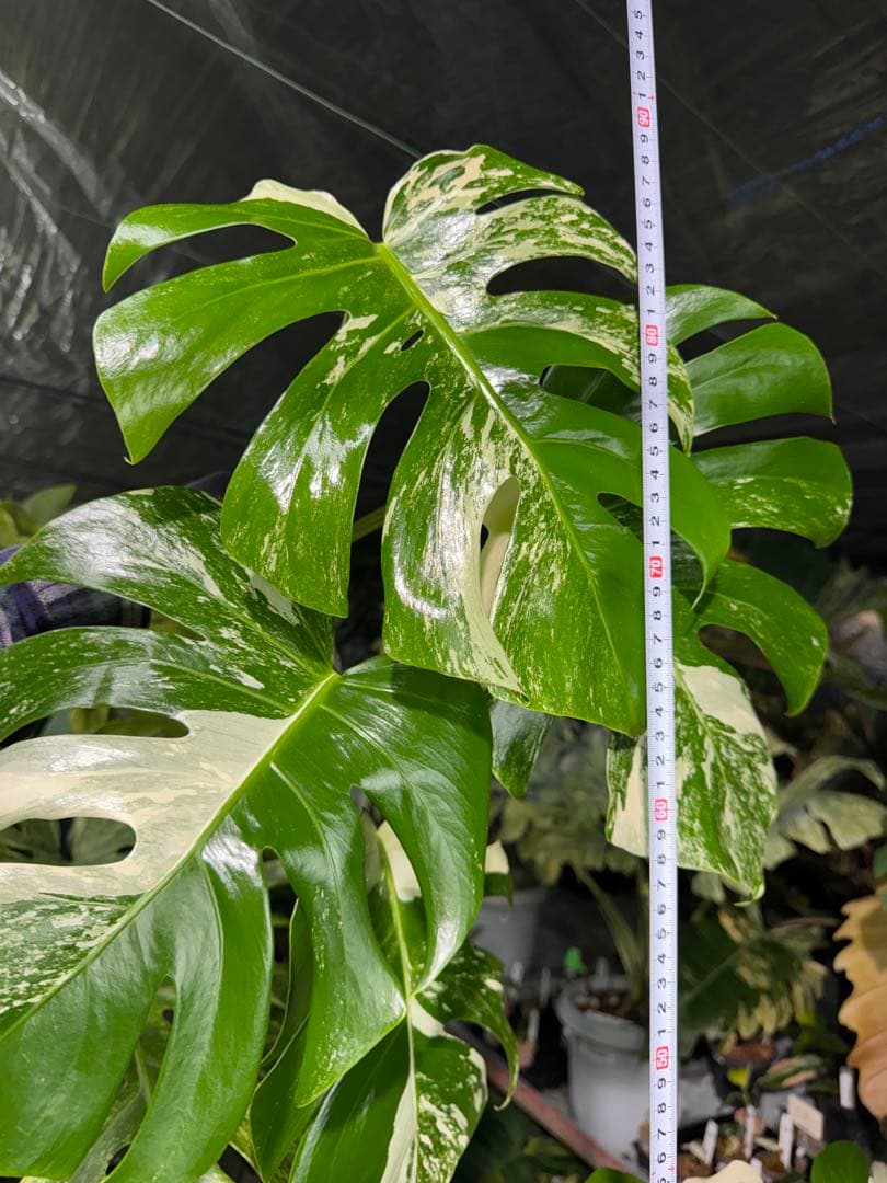 J6 モンステラ　ボルギシアナ　アルボ　ホワイトタイガー白斑　健康カット苗