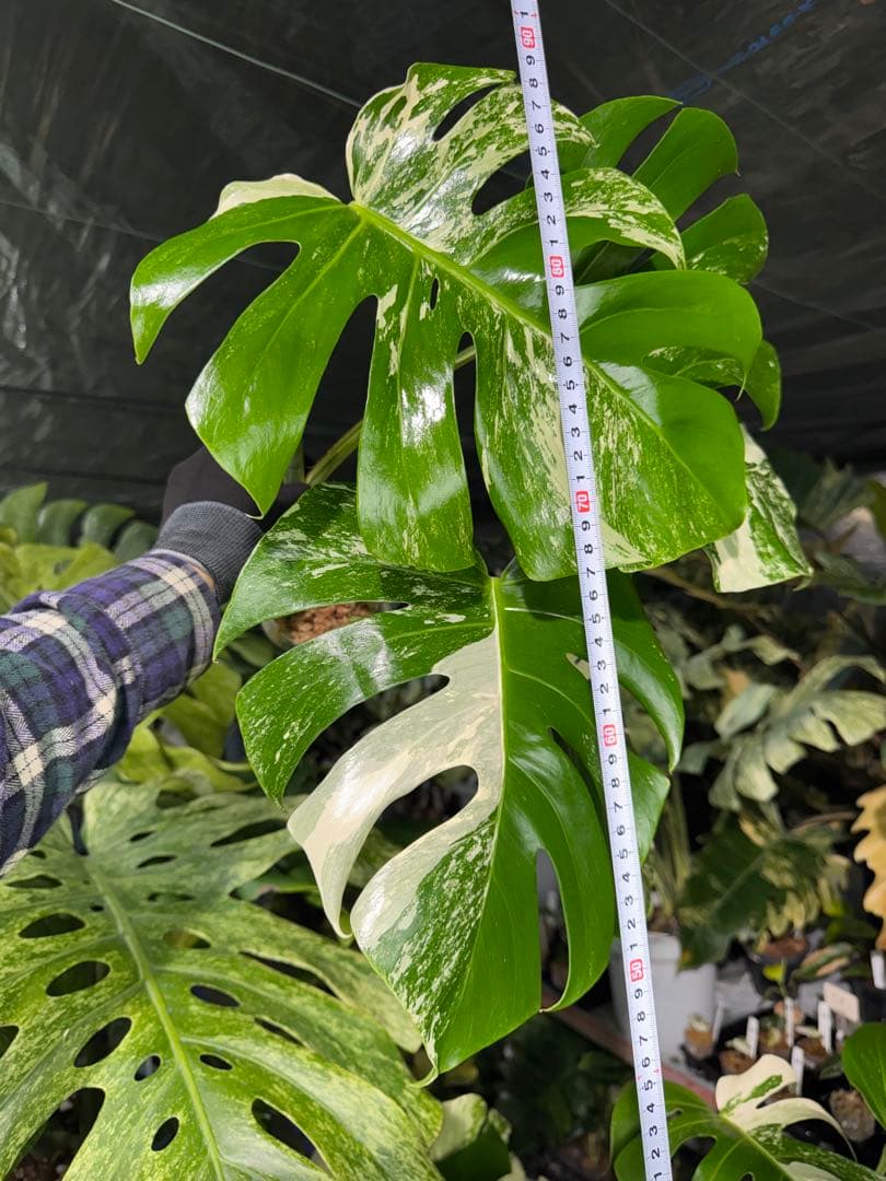 J6 モンステラ　ボルギシアナ　アルボ　ホワイトタイガー白斑　健康カット苗