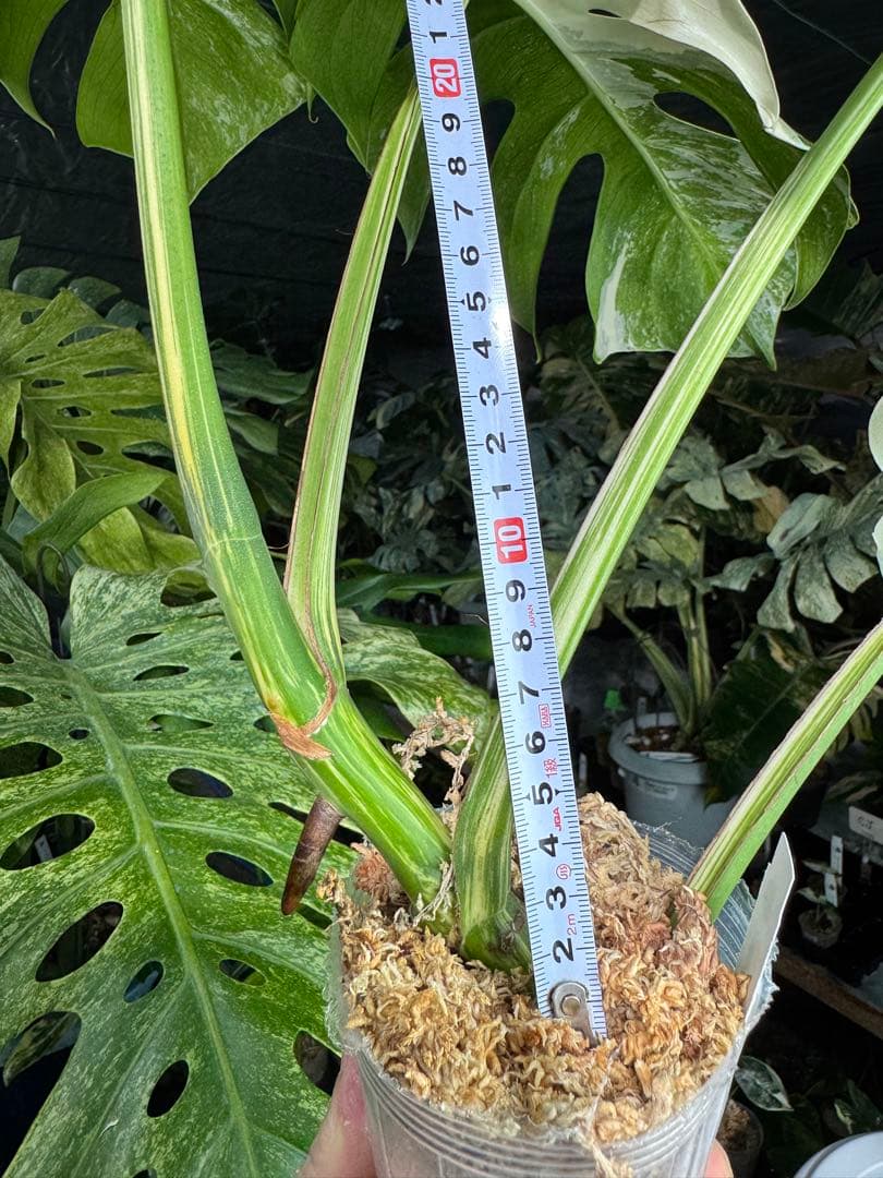 J6 モンステラ　ボルギシアナ　アルボ　ホワイトタイガー白斑　健康カット苗