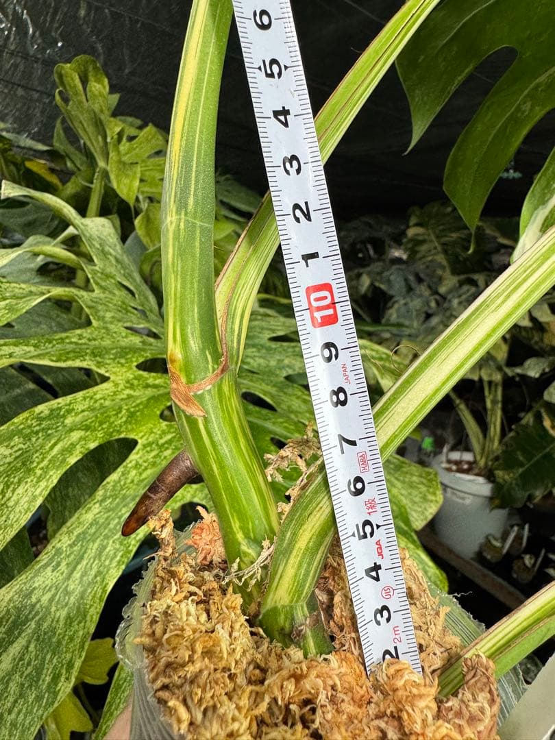 J6 モンステラ　ボルギシアナ　アルボ　ホワイトタイガー白斑　健康カット苗