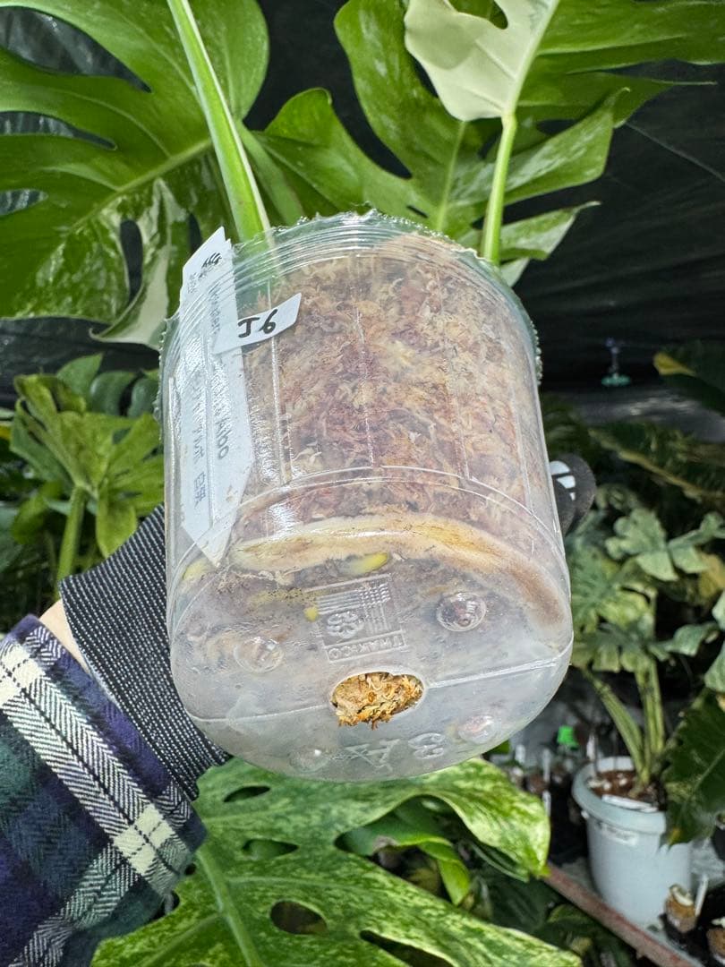 J6 モンステラ　ボルギシアナ　アルボ　ホワイトタイガー白斑　健康カット苗