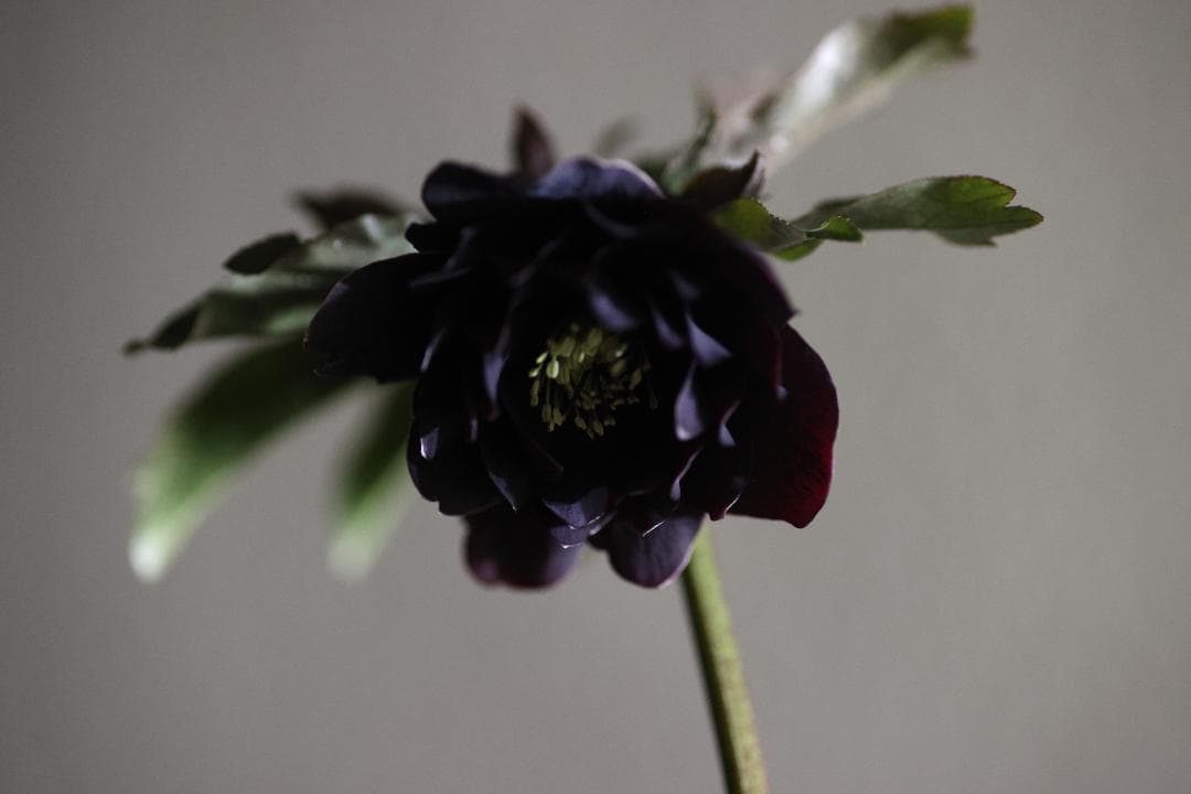 メルモ☆彡ユキエ クリスマスローズ 開花株 八咫烏hyb