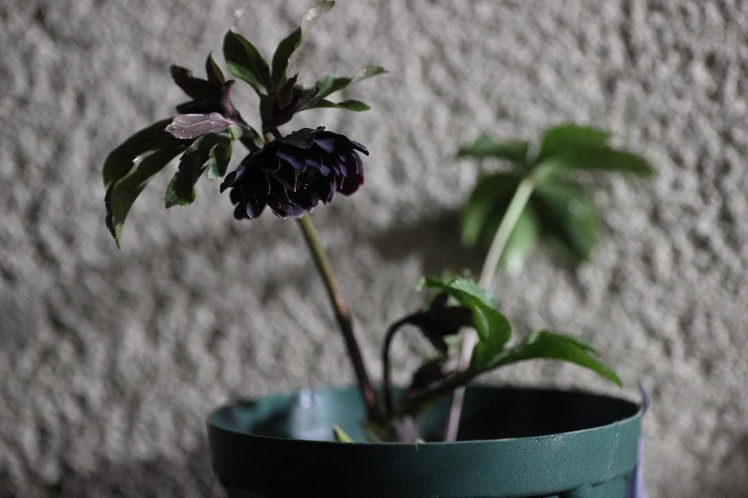 メルモ☆彡ユキエ クリスマスローズ 開花株 八咫烏hyb