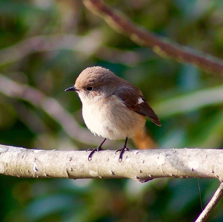 極上☆CONTAX Tele-Tessar  4/300 Carl Zeiss