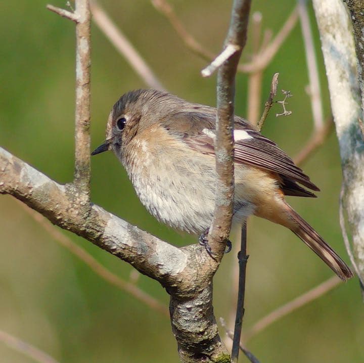 極上☆CONTAX Tele-Tessar  4/300 Carl Zeiss