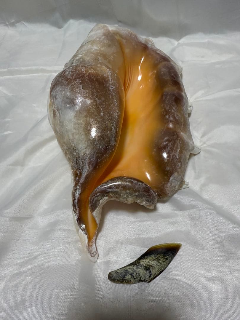 貝殻(沖縄の青い海の宝) ラクダガイ蓋付