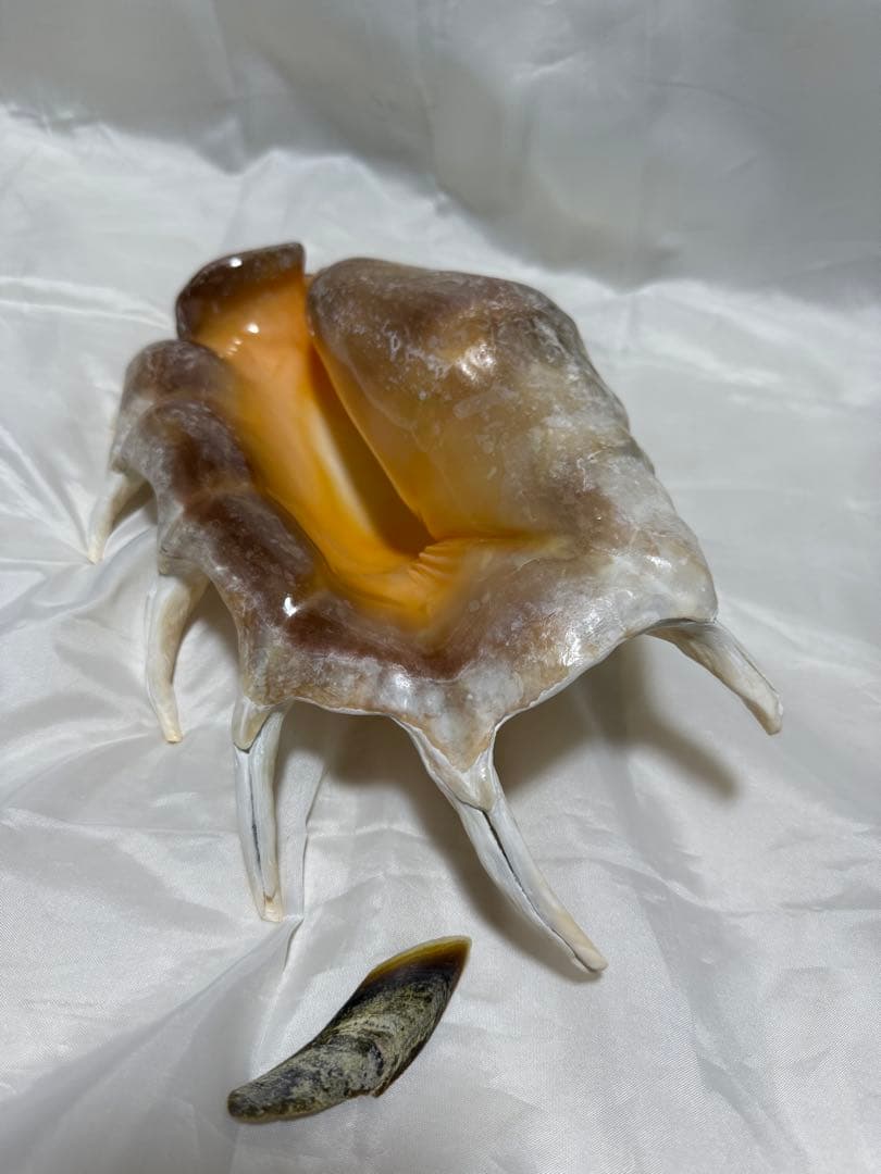 貝殻(沖縄の青い海の宝) ラクダガイ蓋付