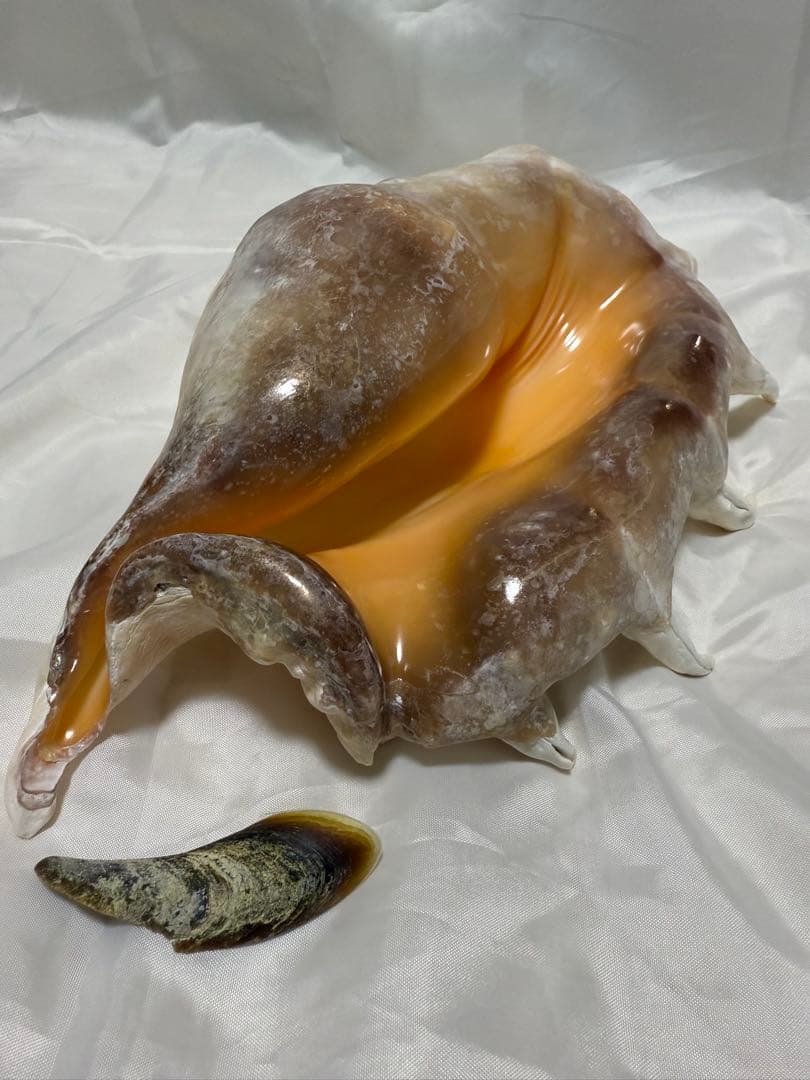 貝殻(沖縄の青い海の宝) ラクダガイ蓋付