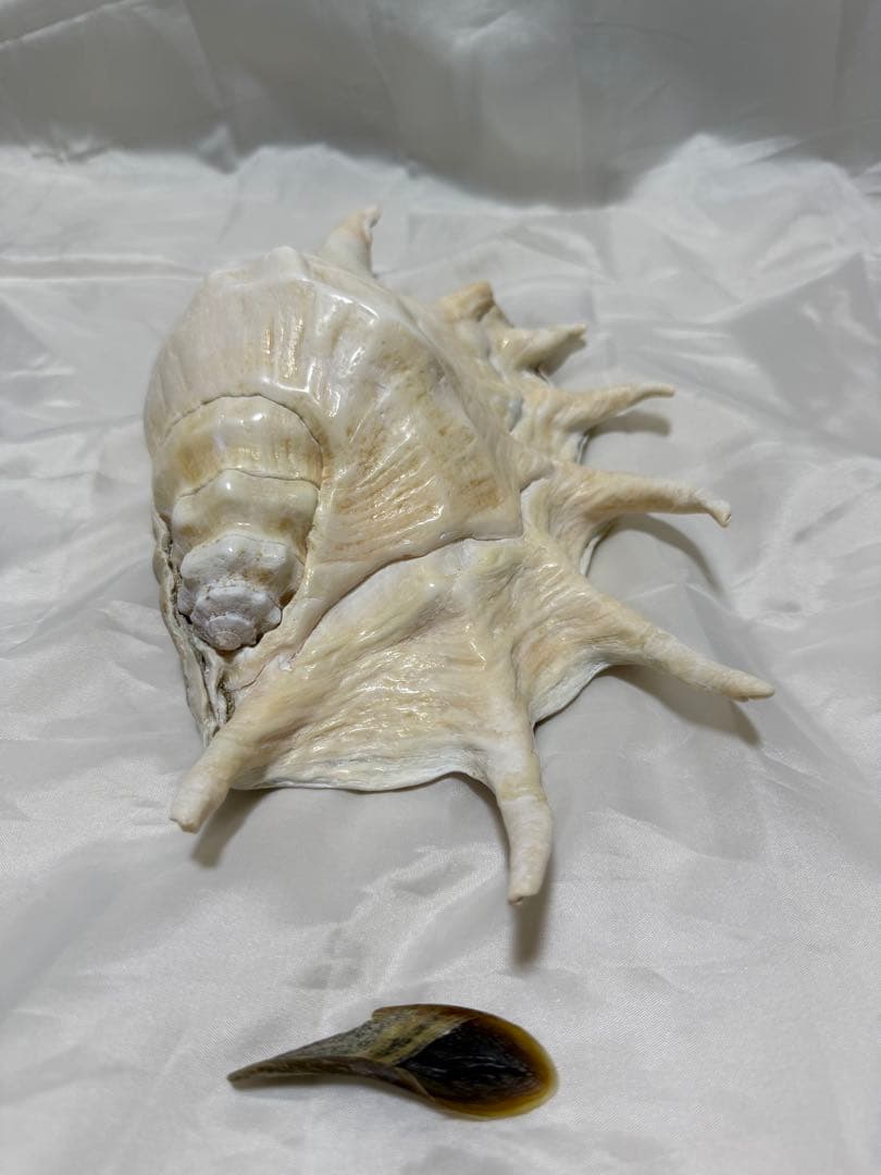 貝殻(沖縄の青い海の宝) ラクダガイ蓋付