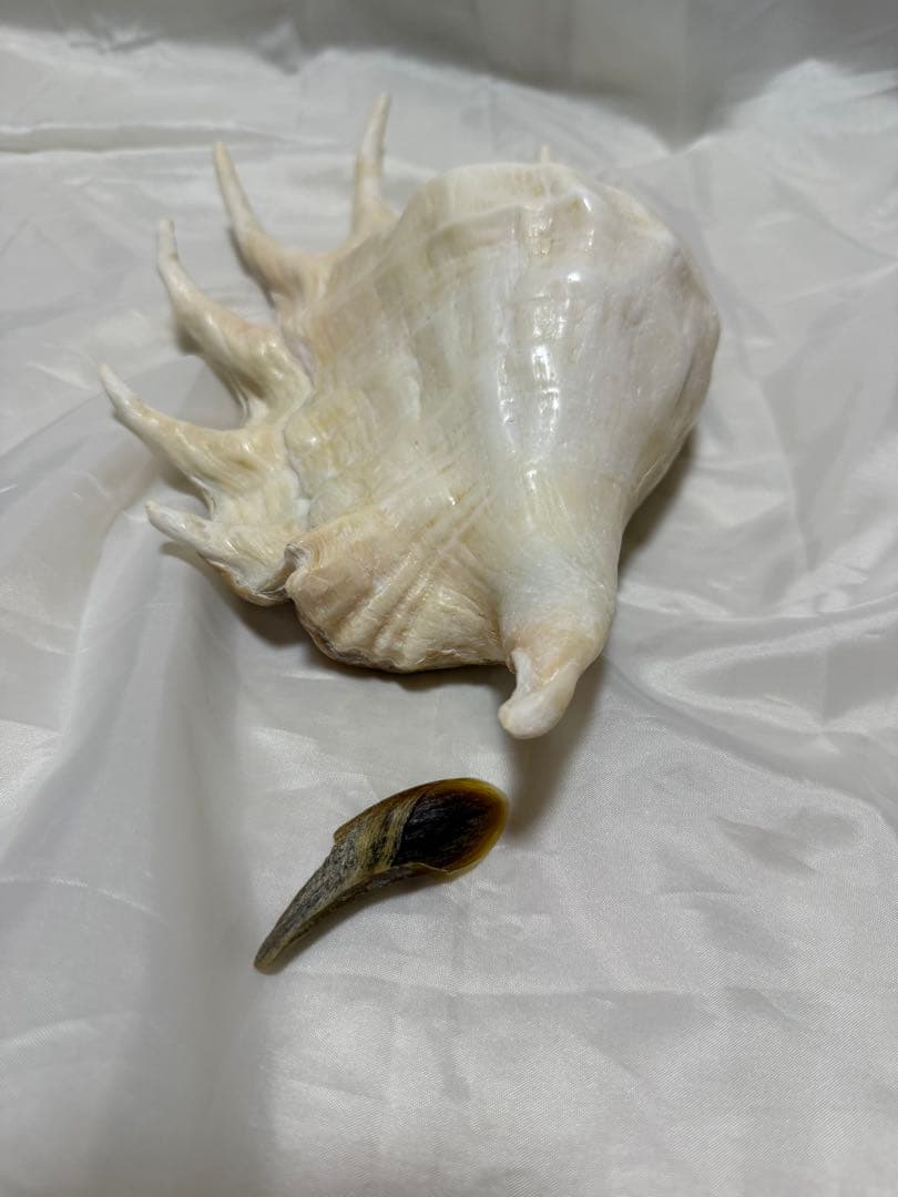 貝殻(沖縄の青い海の宝) ラクダガイ蓋付