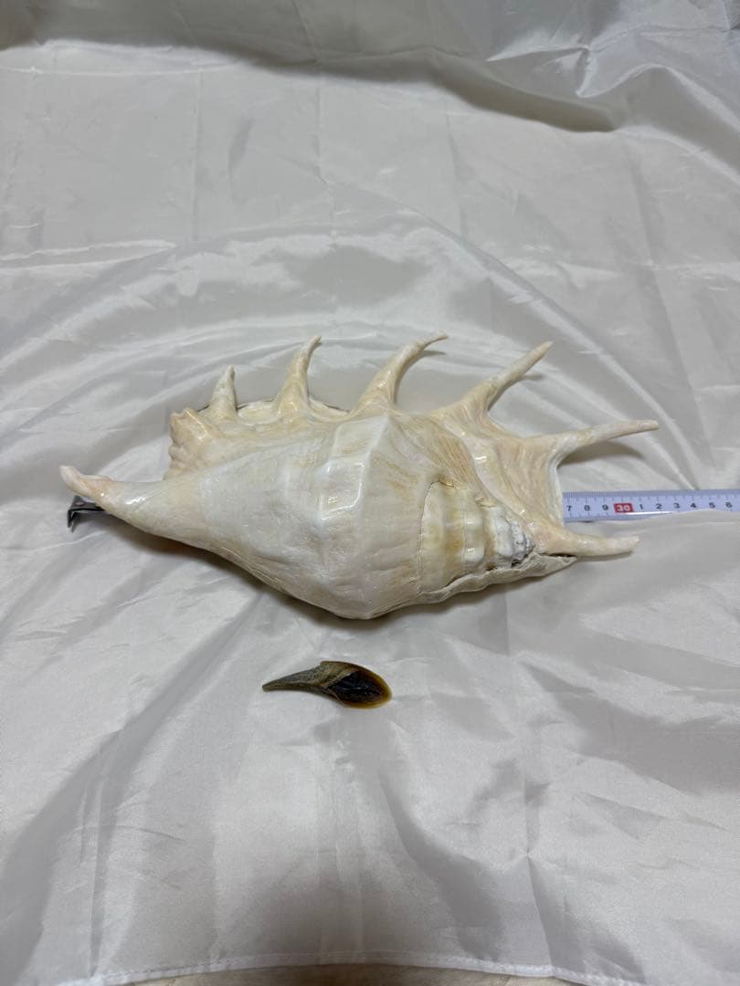 貝殻(沖縄の青い海の宝) ラクダガイ蓋付