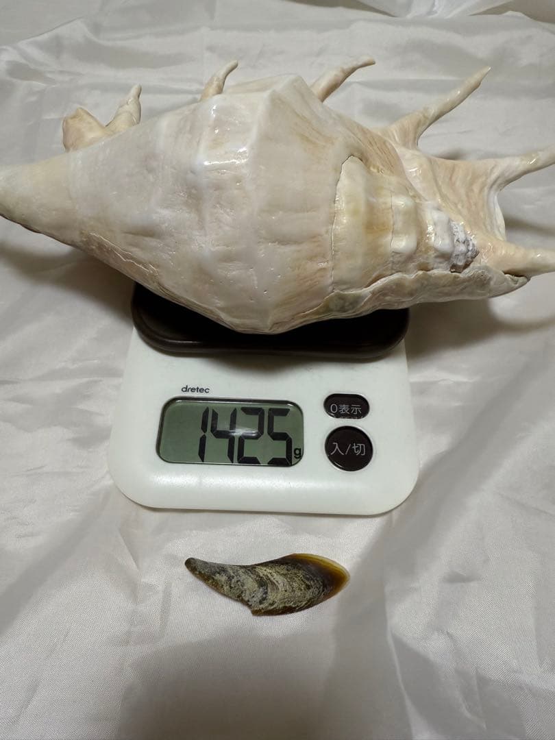 貝殻(沖縄の青い海の宝) ラクダガイ蓋付